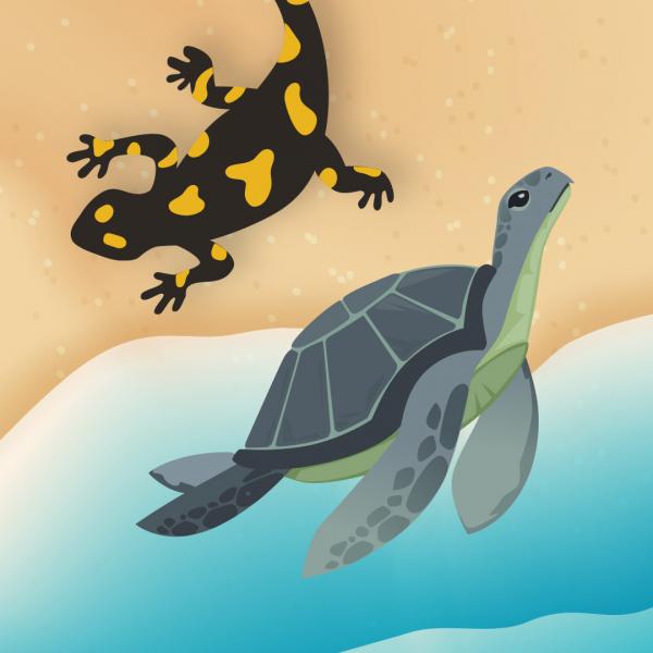 Image for event: Meet a Salamander and Turtle