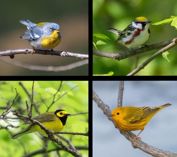 Image for event: A Birding Year in Central Illinois with Rob Kanter